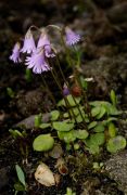 Soldanella pusilla